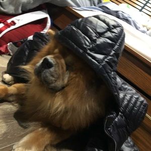 Meet your Posher, Nico